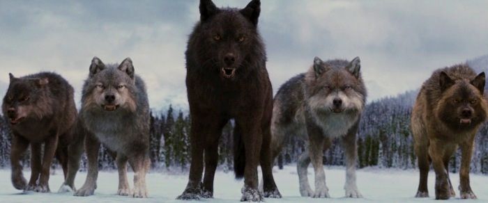 Featured image of post Twilight Wolf Pack Gif